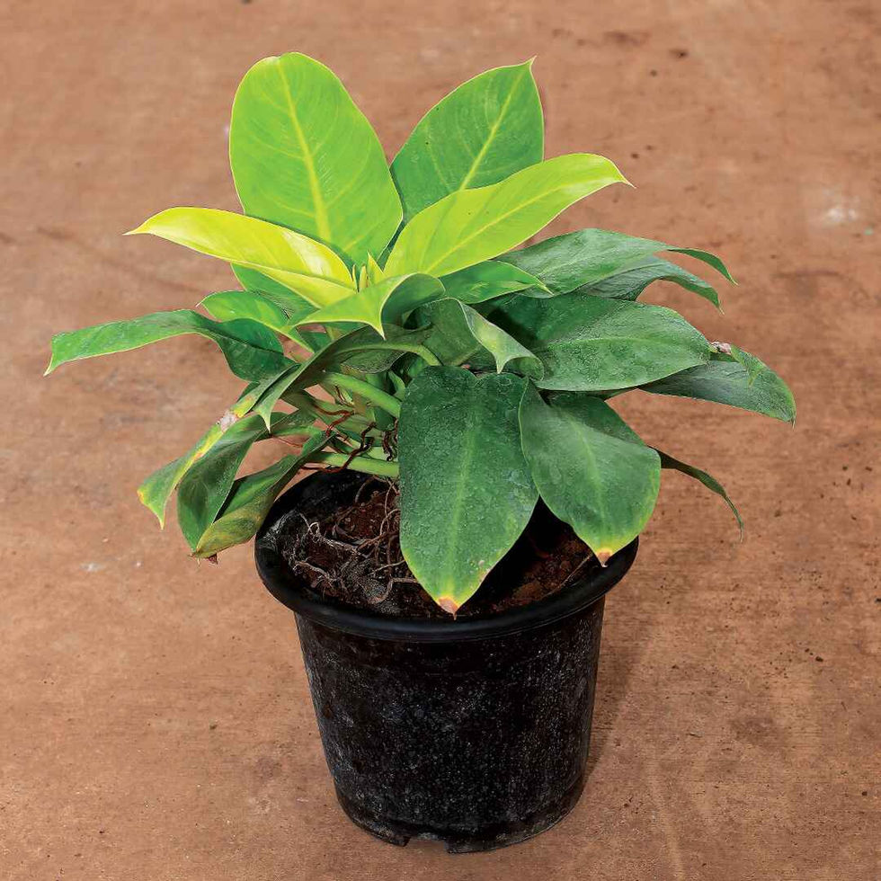 Philodendron Moonshine