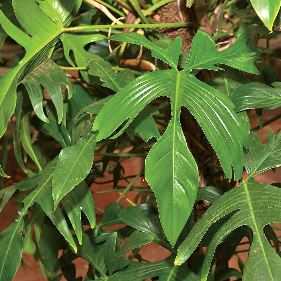 Syngonium Angustatum