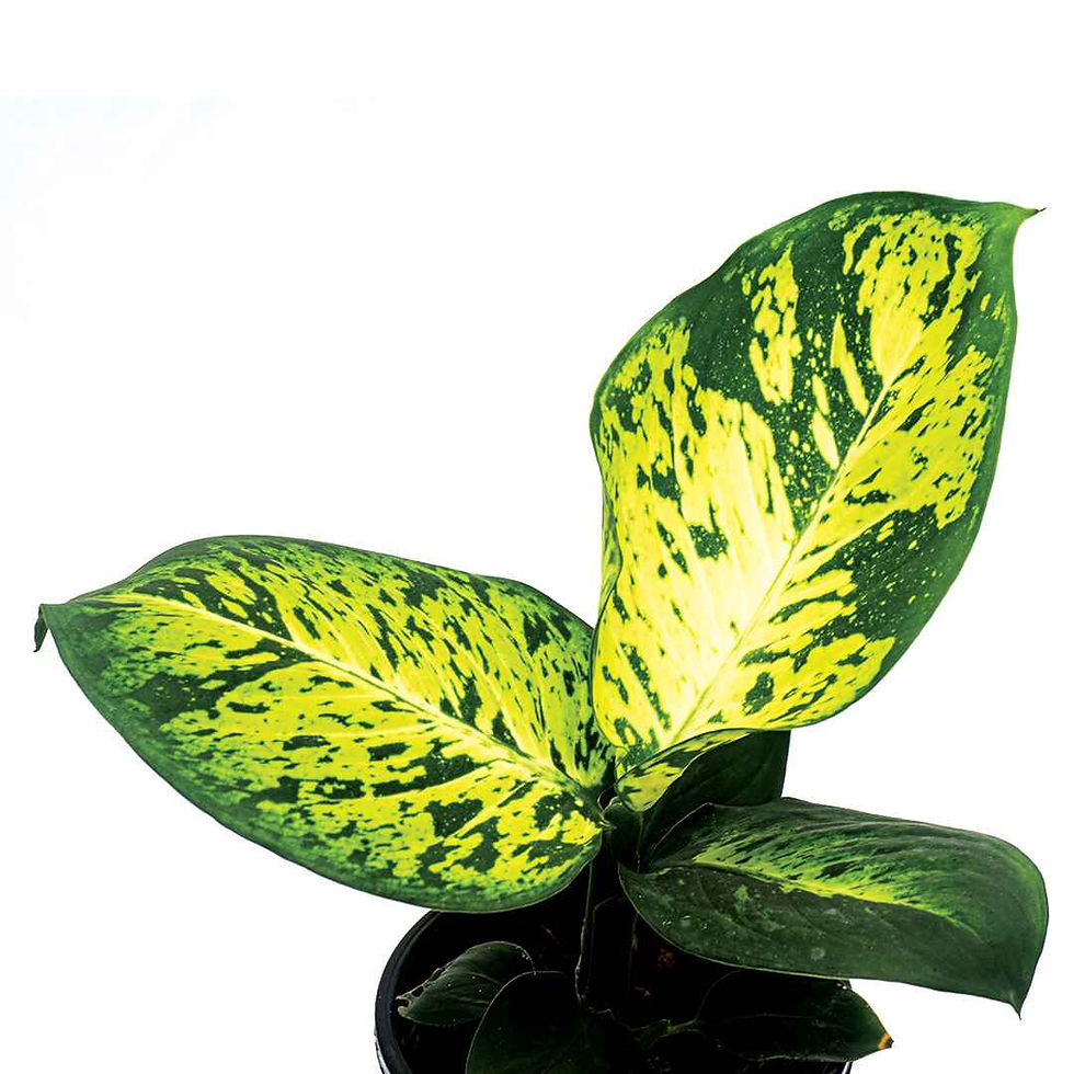 Dieffenbachia Sparkle Plant