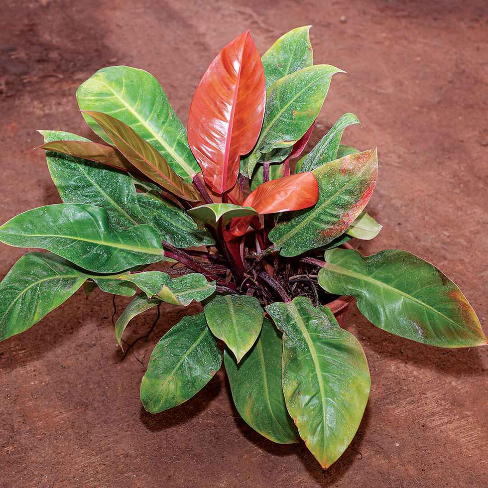 Philodendron Prince of Orange Plant