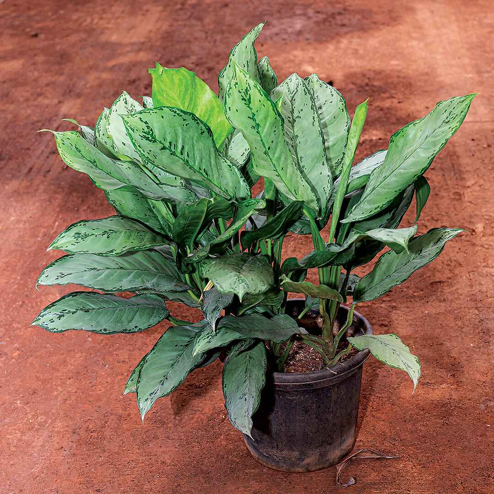Aglaonema Silver