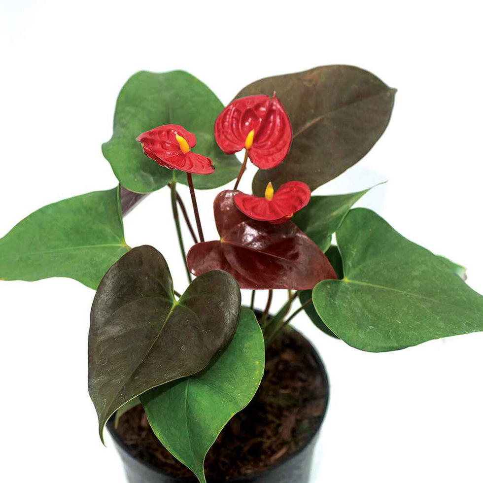 Anthurium Red