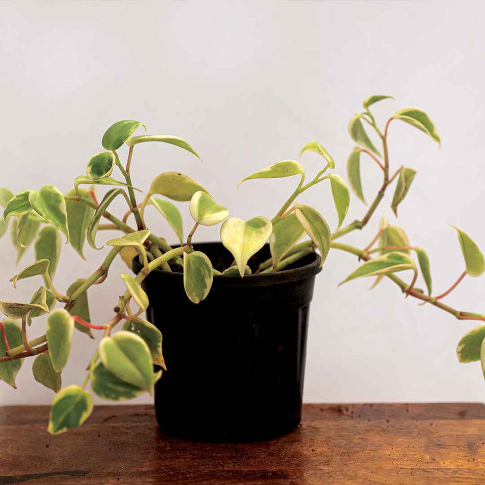 Cupid pepperomia Plant