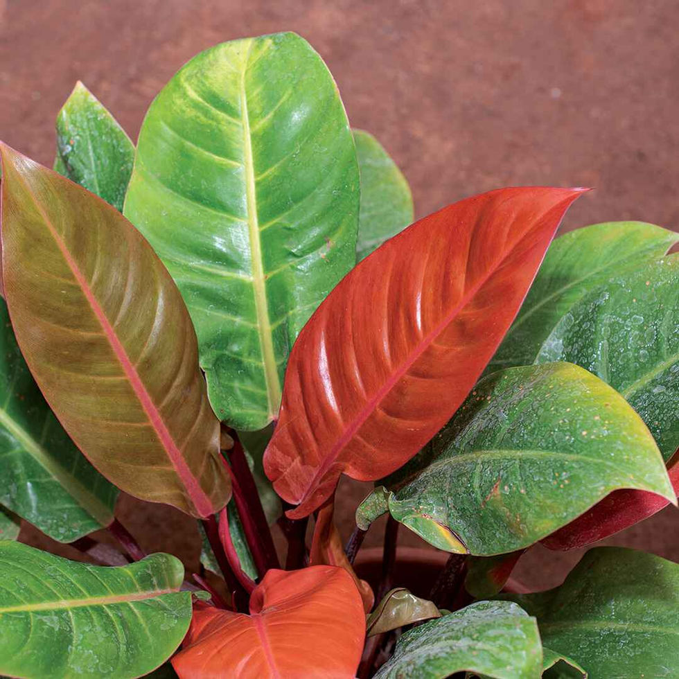 Philodendron Prince of Orange Plant