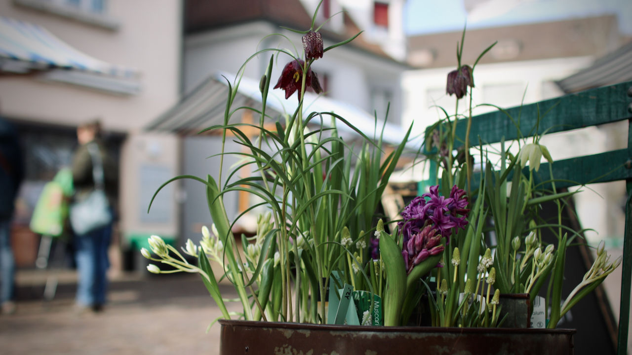 Blumen auf dem Arlesheimer Gemüsemarkt