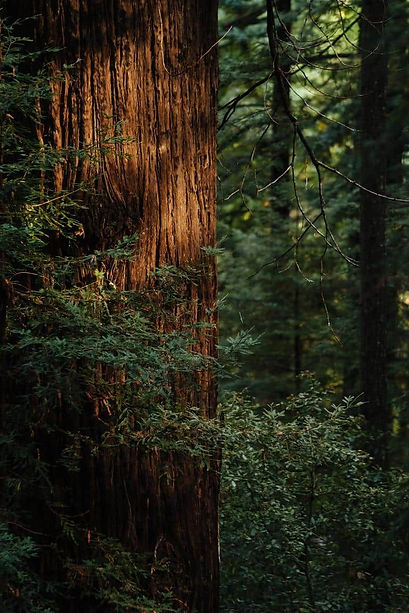 tout-commence-foret.jpg
