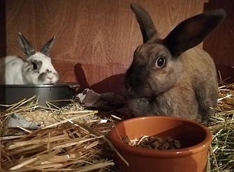 Jacqui's bunnies.jpg