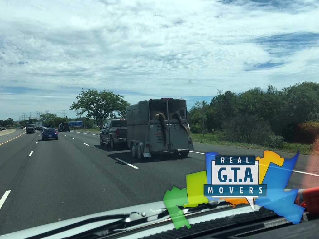 real gta movers GTA-MOVERS.COM _4289.JPG.jpeg