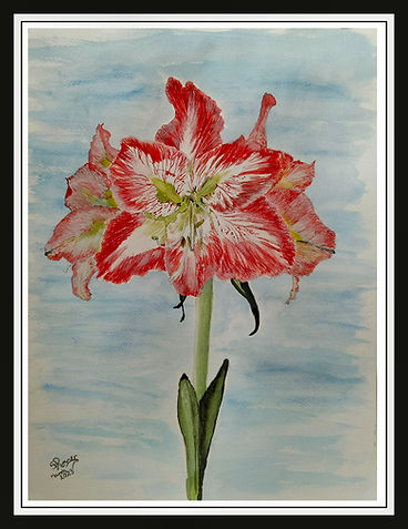 Amaryllis Lily