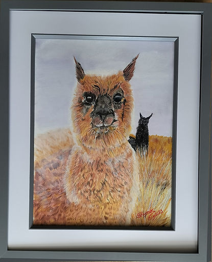 Alpaca.jpg