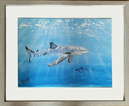 Blue Shark.jpg