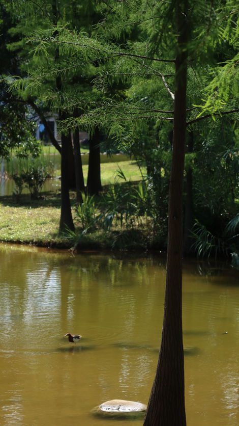 Serenity by the Lakeside
