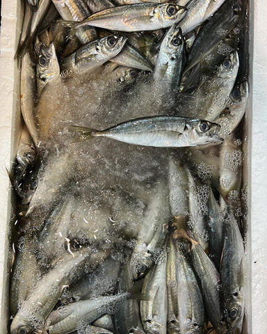 Le chinchard frais de Fouad Fish est un poisson apprécié pour sa chair ferme et savoureuse, au goût légèrement sucré et iodé. Pêché dans des eaux froides et pures, ce poisson offre une fraîcheur incomparable et est parfait pour les amateurs de produits de la mer authentiques. Son goût raffiné en fait un excellent choix pour une cuisine simple et gourmande.
Le chinchard est idéal pour être grillé, poêlé, en papillote ou même en friture. Il peut également être préparé en carpaccio ou en tartare pour une entrée légère et fraîche.
Disponibilité : Entier ou en filets, selon vos besoins.