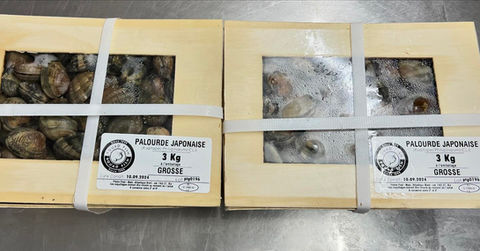 Les palourdes grosses de Fouad Fish sont un produit de qualité supérieure, apprécié pour leur chair ferme et leur goût riche, légèrement iodé. Cultivées dans des eaux propres et riches, ces palourdes sont idéales pour les amateurs de fruits de mer à la recherche de saveurs authentiques et généreuses.
Parfaites pour être cuites à la vapeur, en gratin, dans une soupe ou un risotto, elles apportent une touche raffinée à tous vos plats. Leur taille imposante en fait un excellent choix pour les repas conviviaux ou les occasions spéciales.
Disponibilité : Palourdes grosses fraîches.