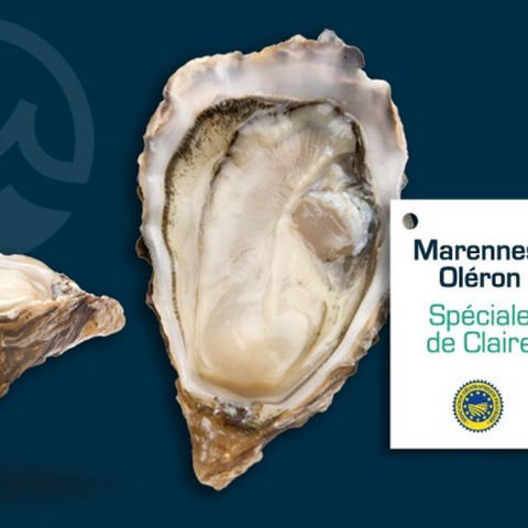 Les Huîtres Spéciale de Claire Marennes Oléron sont un véritable délice de la mer, élevées dans les eaux riches et protégées de la région de Marennes Oléron, réputée pour son terroir unique. Grâce à un processus d'affinage en claire, ces huîtres développent une texture ferme et une saveur raffinée, équilibrant parfaitement le goût iodé et une subtile douceur.
Chaque huître est soigneusement sélectionnée pour sa chair dense, sa coquille charnue et son goût délicatement fruité, offrant une expérience gustative incomparable. Idéales pour une dégustation crue, elles se savourent simplement avec un filet de citron ou une touche d’échalote, mais peuvent également se prêter à des préparations plus élaborées.
Disponibilité : Huîtres Spéciale de Claire Marennes Oléron, parfaites pour les repas de fête ou pour savourer un produit traditionnel de haute qualité.