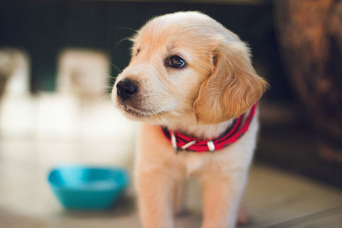 Oficina "desenhando um cachorrinho"
