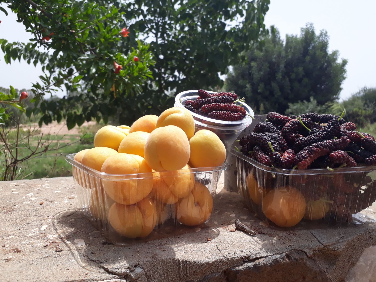 קטיף משמש ותות עץ