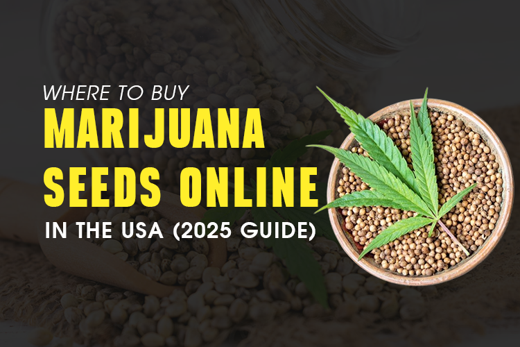 Where to Buy Marijuana Seeds Online in the USA