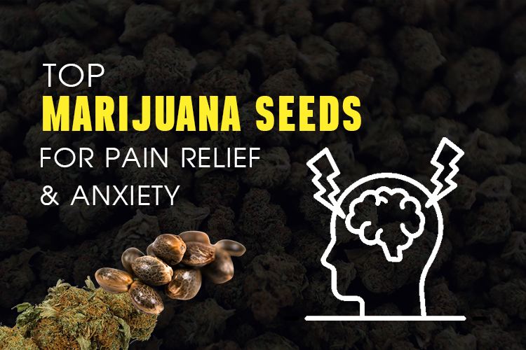 Top Marijuana Seeds for Pain Relief & Anxiety