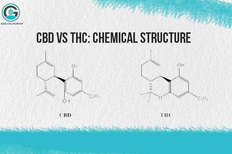 CBD vs THC- Key Differences