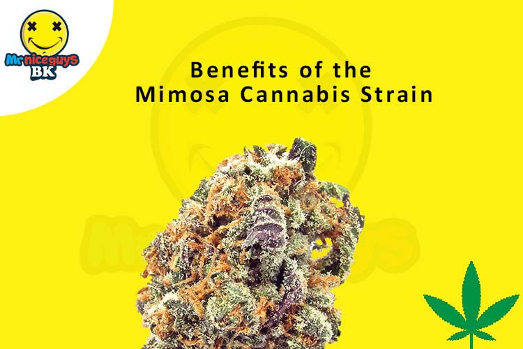 Benefits of the Mimosa Cannabis Strain