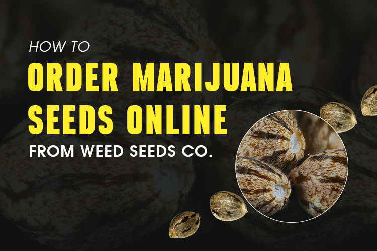 How to Order Marijuana Seeds Online