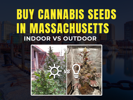 Buy Cannabis Seeds in Massachusetts: Indoor vs Outdoor