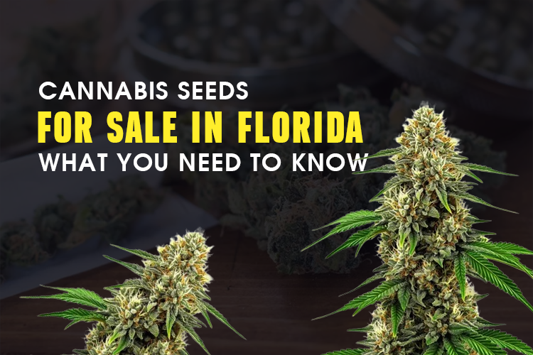 Cannabis Seeds for Sale in Florida