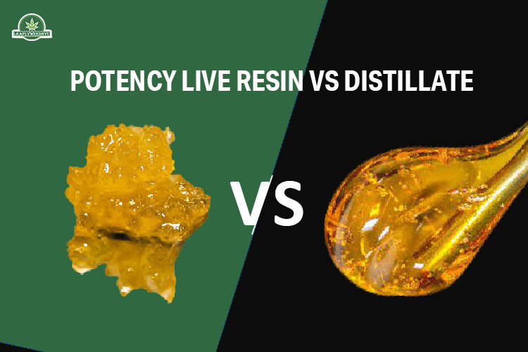 What's The Difference Between Distillate And Live Resin Live Resin vs. Distillate- Exploring the Differences