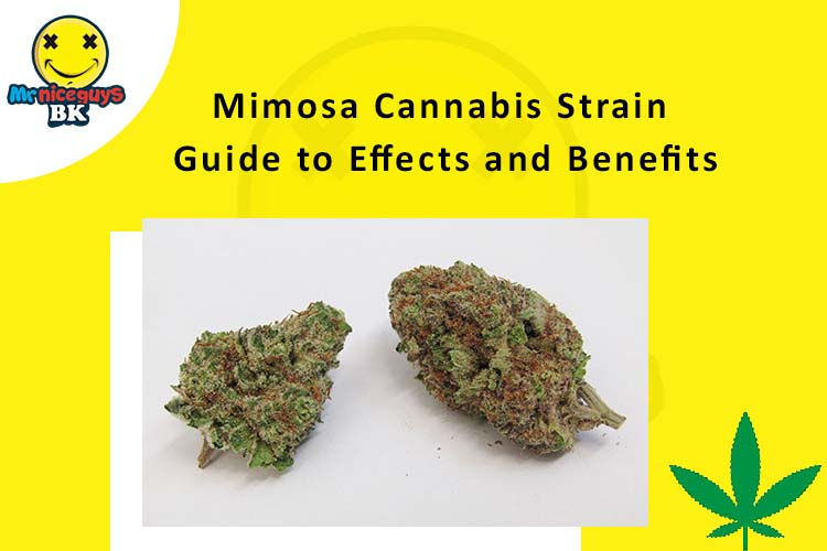 Mimosa Cannabis Strain Guide to Effects and Benefits