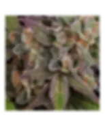 Ice Eyes Auto