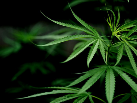 Navigating Cannabis Options: A Guide Beyond THC/TAC with LeaflyWeedNYC