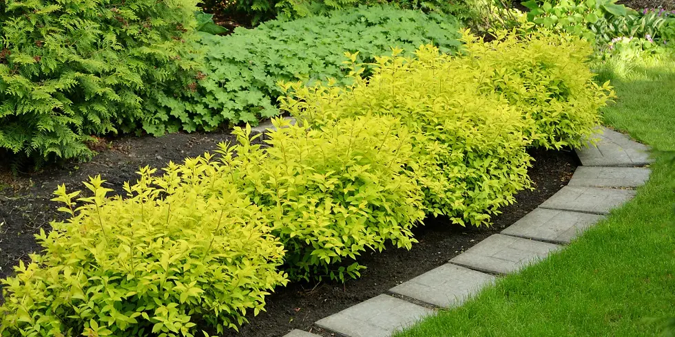 Cyber Lime Shrubs