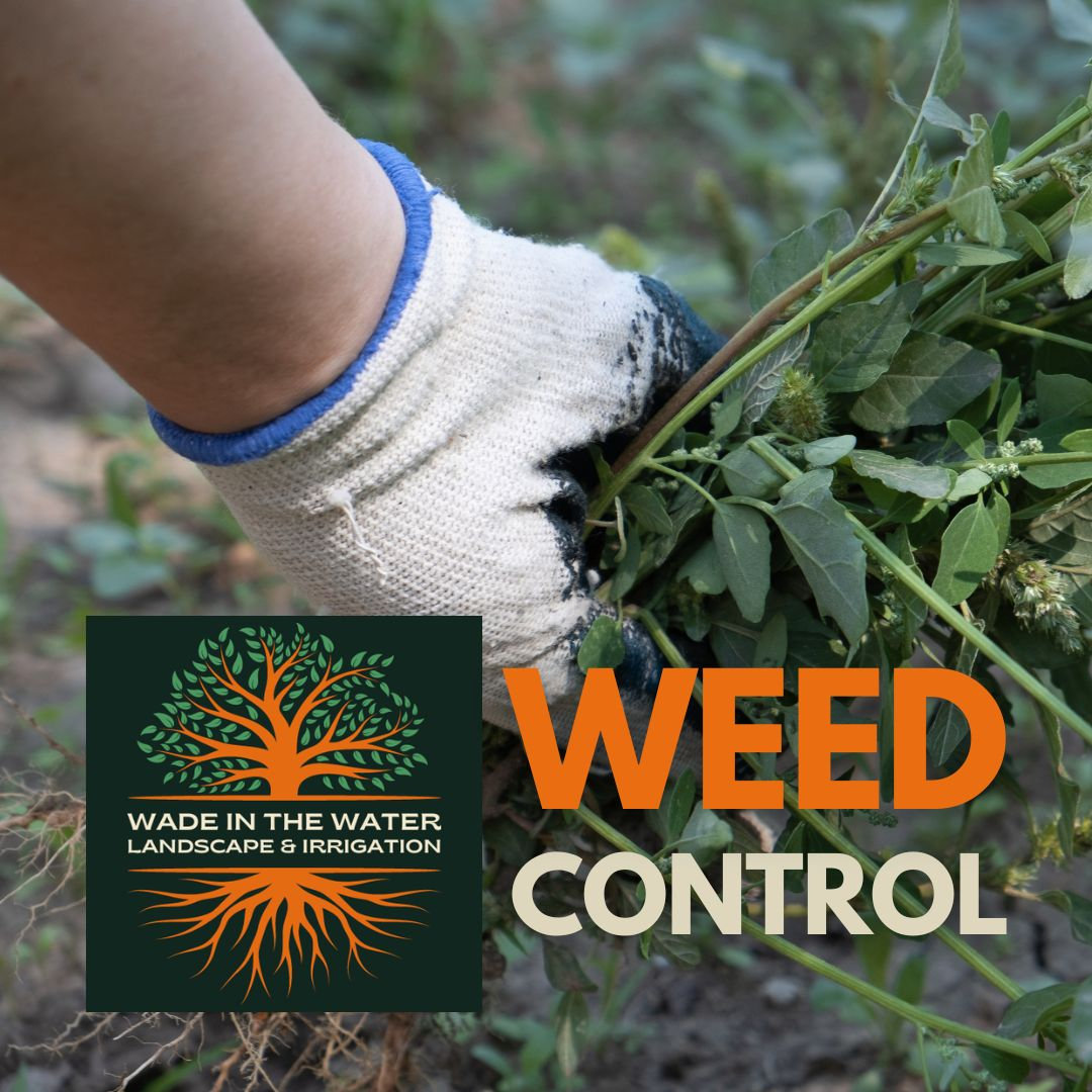 SPRING WEED CONTROL | Wade In The Water