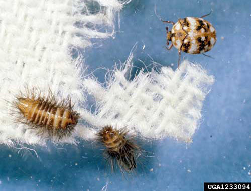 Carpet beetles