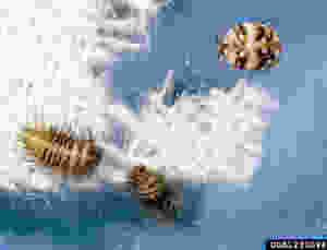 Carpet beetles