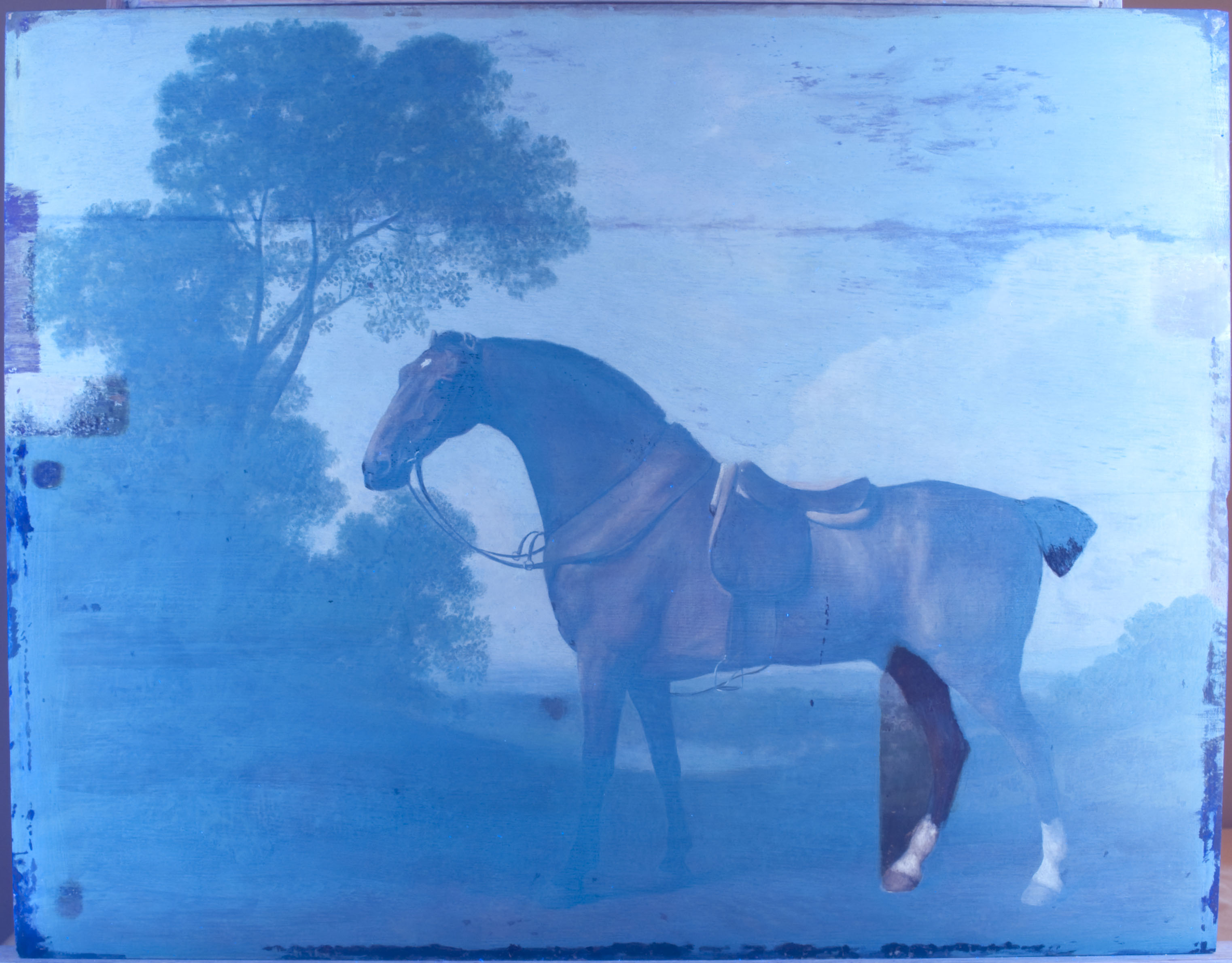 uv-horse