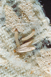 Clothes moths