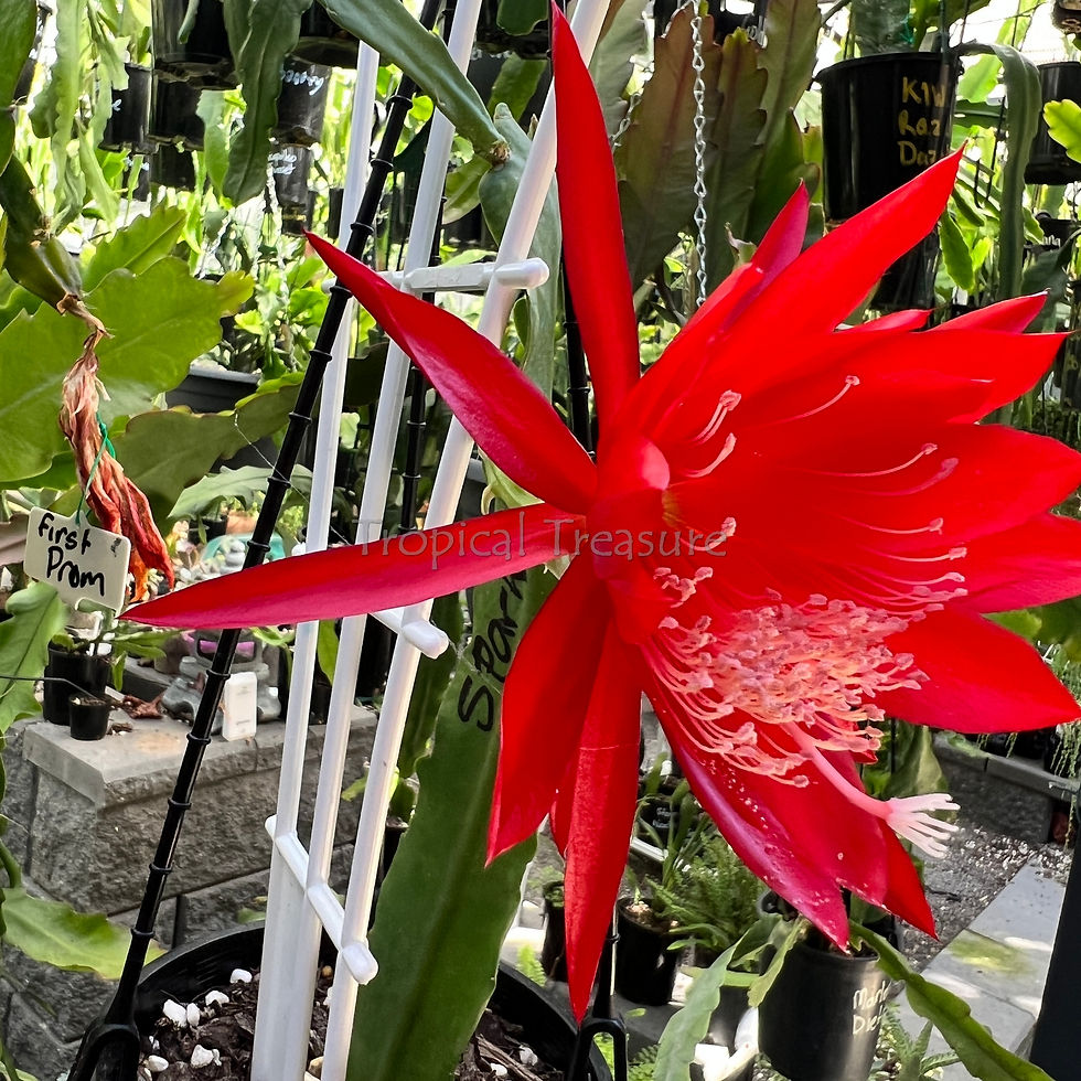 Thumbnail: Epiphyllum Epicactus Sparkle