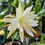 Thumbnail: Epiphyllum Epicactus  Ulana Lemon Bitters