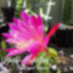 Epicactus Epiphyllum Liberty High Jinx