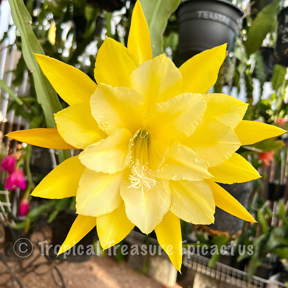 Thumbnail: Kiwi Pineapple Fizz