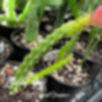 Epicactus Epiphyllum Liberty Joy Aporophyllum