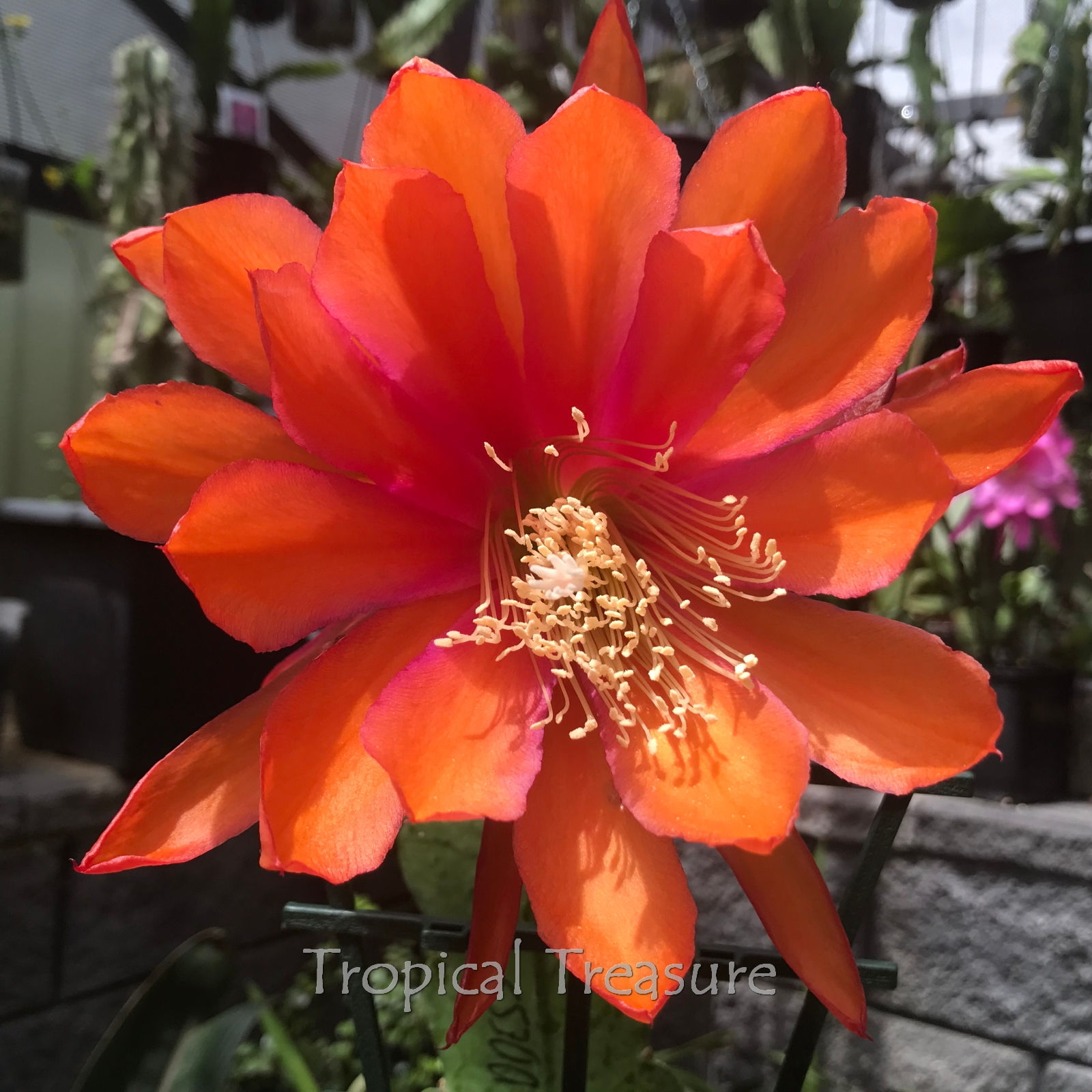 Epiphyllum Epicactus Sun Goddess