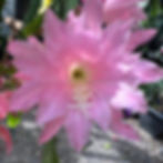 Epiphyllum Epicactus Rossmore Ivy Constance Ellery