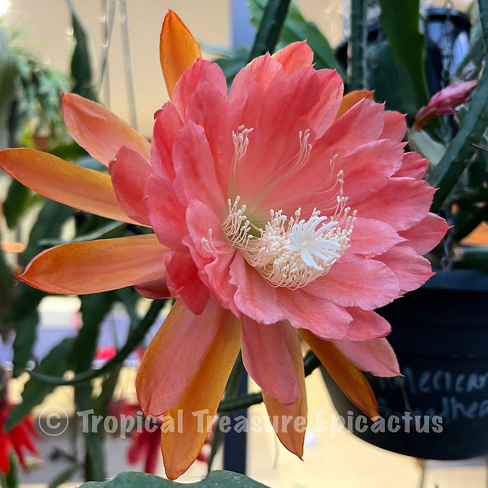 Thumbnail: American Sweetheart