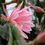 Thumbnail: Epiphyllum Epicactus Sakurahime