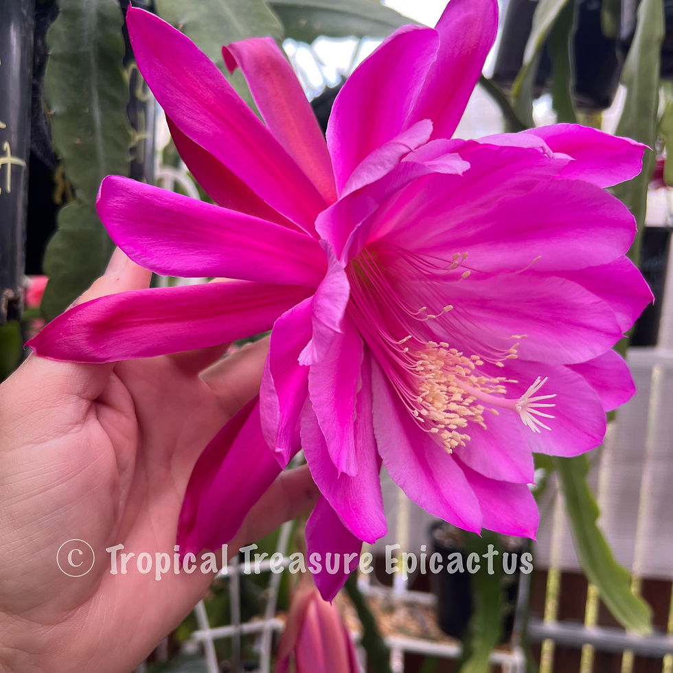 Thumbnail: Ulana Violet Blush