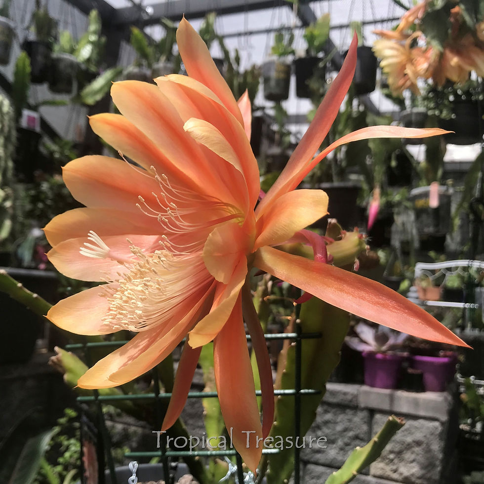 Thumbnail: Epicactus Epiphyllum King Midas
