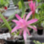 Epicactus Epiphyllum Liberty Pink Glow Aporophyllum